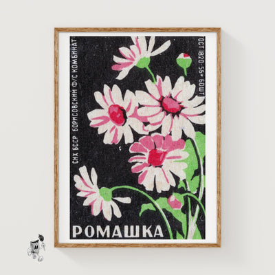 Pink Chamomile Flowers