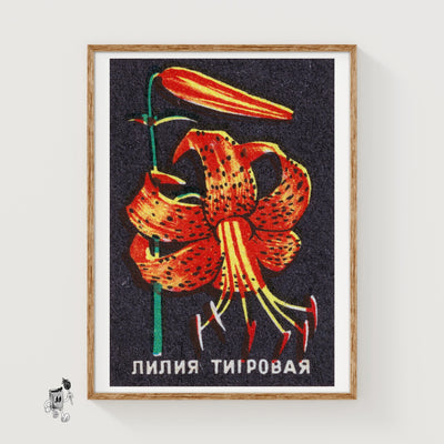 Tiger Lily