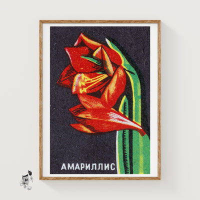 Amaryllis Flower