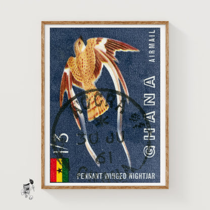 Pennant Winged Nightjar - vintage matchbox label print