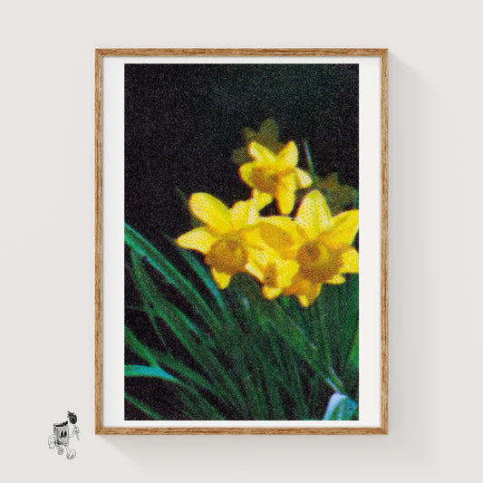 Yellow Daffodil - vintage matchbox label print