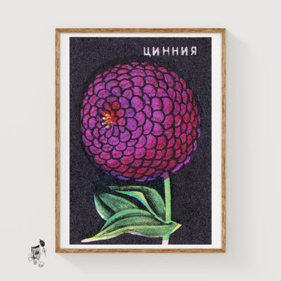 Purple Zinnia Flower