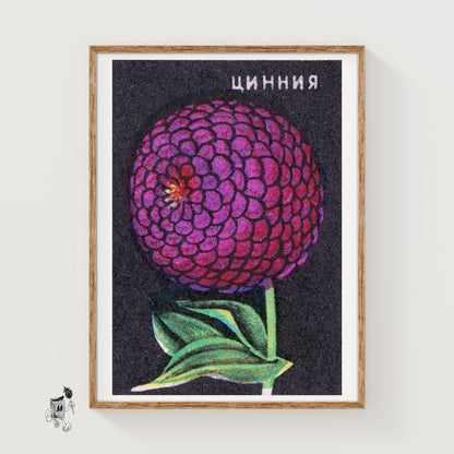 Purple Zinnia Flower - vintage matchbox label print
