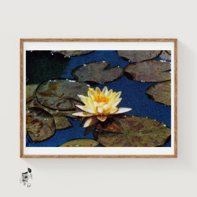 Yellow Water Lily