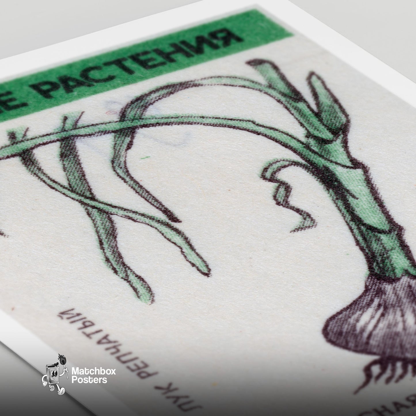 Onion Plant - vintage matchbox label print - close-up detail