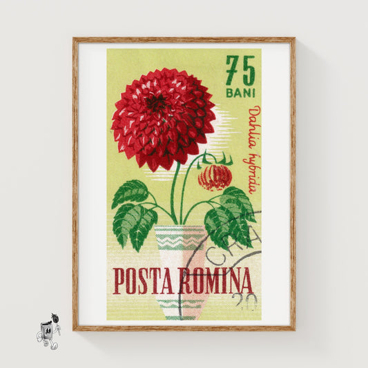 Red Dahlia Flower - vintage matchbox label print