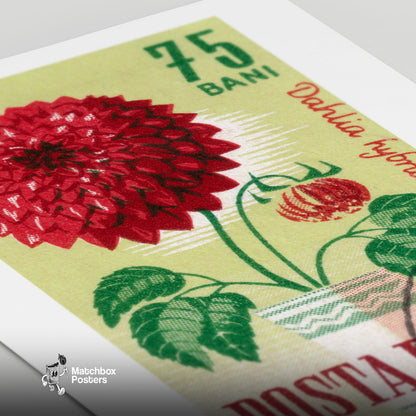 Red Dahlia Flower - vintage matchbox label print - close-up detail
