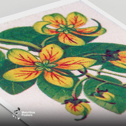 Cactus Flower - vintage matchbox label print - close-up detail