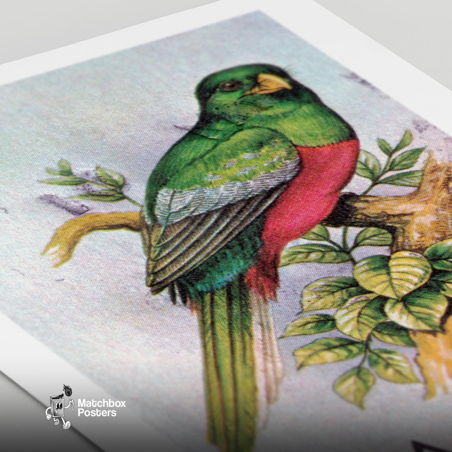 Green Bird - vintage matchbox label print - close-up detail