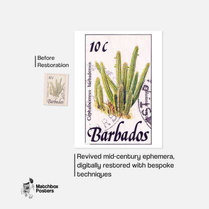 Cephalocereus Cactus - vintage matchbox label print - framed wall art preview