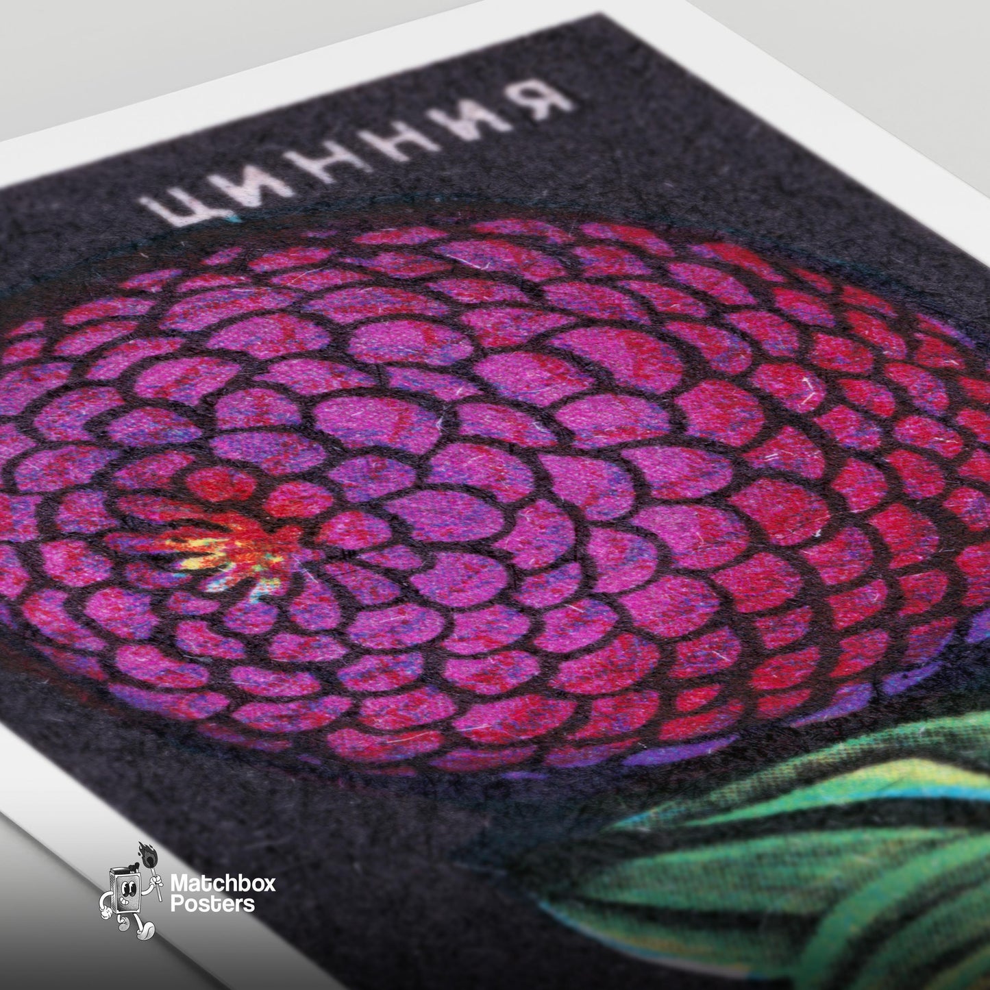 Purple Zinnia Flower - vintage matchbox label print - close-up detail
