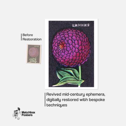Purple Zinnia Flower - vintage matchbox label print - framed wall art preview