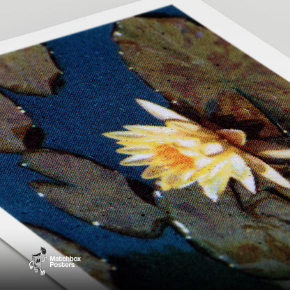 Yellow Water Lily - vintage matchbox label print - close-up detail
