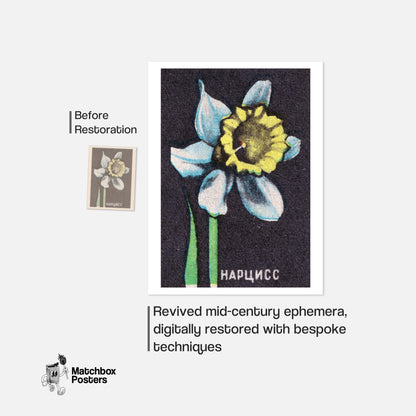 Illustration Of A Daffodil - vintage matchbox label print - framed wall art preview