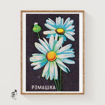 Daisy Flower
