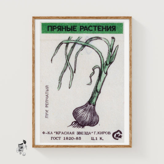 Onion Plant - vintage matchbox label print